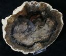 Petrified Wood (Locust) Slab - McDermitt, Oregon #19302-1